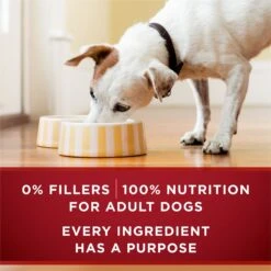 Purina ONE SmartBlend Grain-Free True Instinct Classic Ground With Real Chicken & Duck Canned Dog Food -Blue Buffalo || ROYAL CANIN || Wellness Sales 102393 PT5. AC SS1800 V1668811127