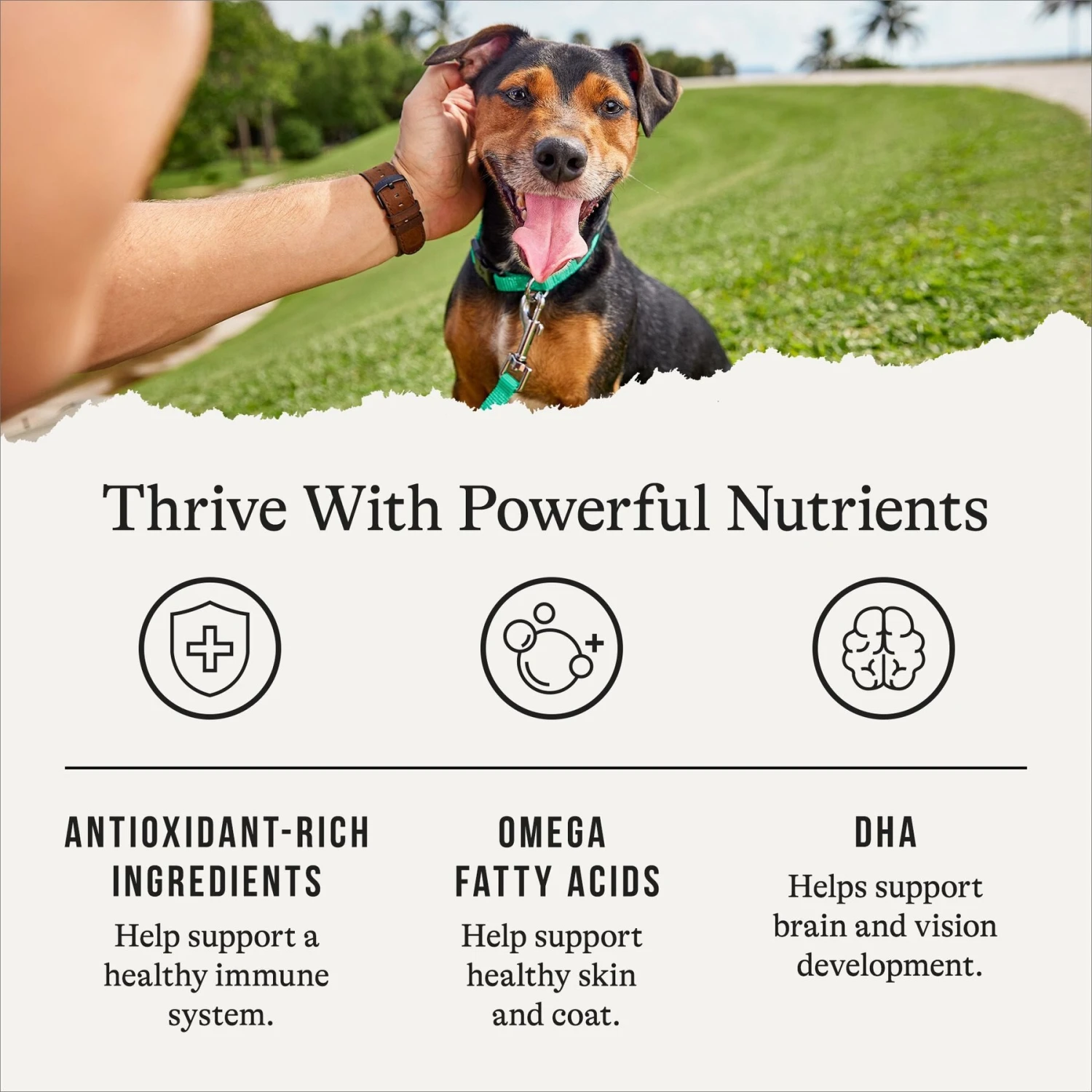 American Journey Puppy Chicken & Sweet Potato Recipe Grain-Free Dry Dog Food 7 American Journey Puppy Chicken & Sweet Potato Recipe Grain-Free Dry Dog Food - Image 5