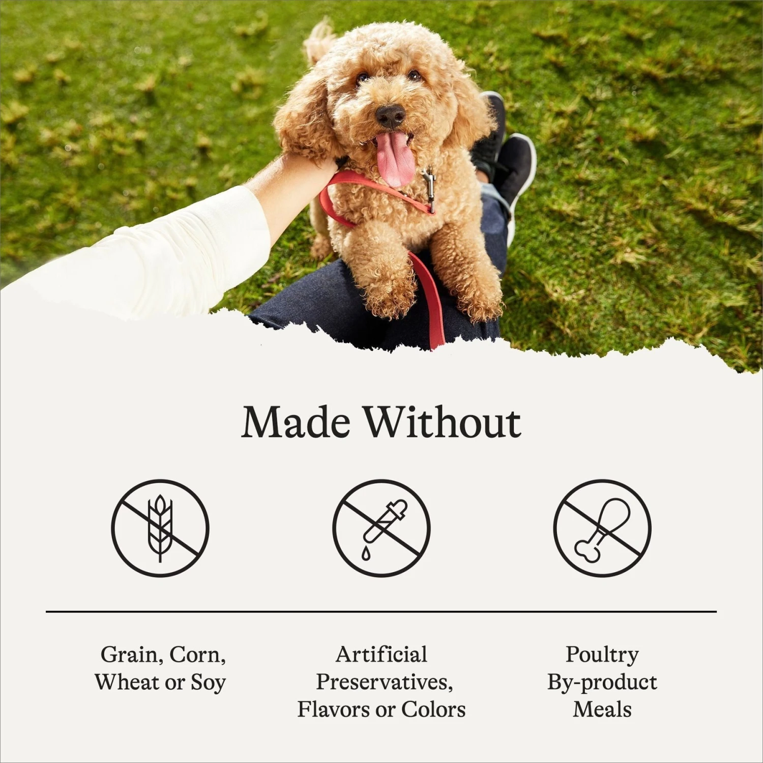 American Journey Puppy Chicken & Sweet Potato Recipe Grain-Free Dry Dog Food 9 American Journey Puppy Chicken & Sweet Potato Recipe Grain-Free Dry Dog Food - Image 7