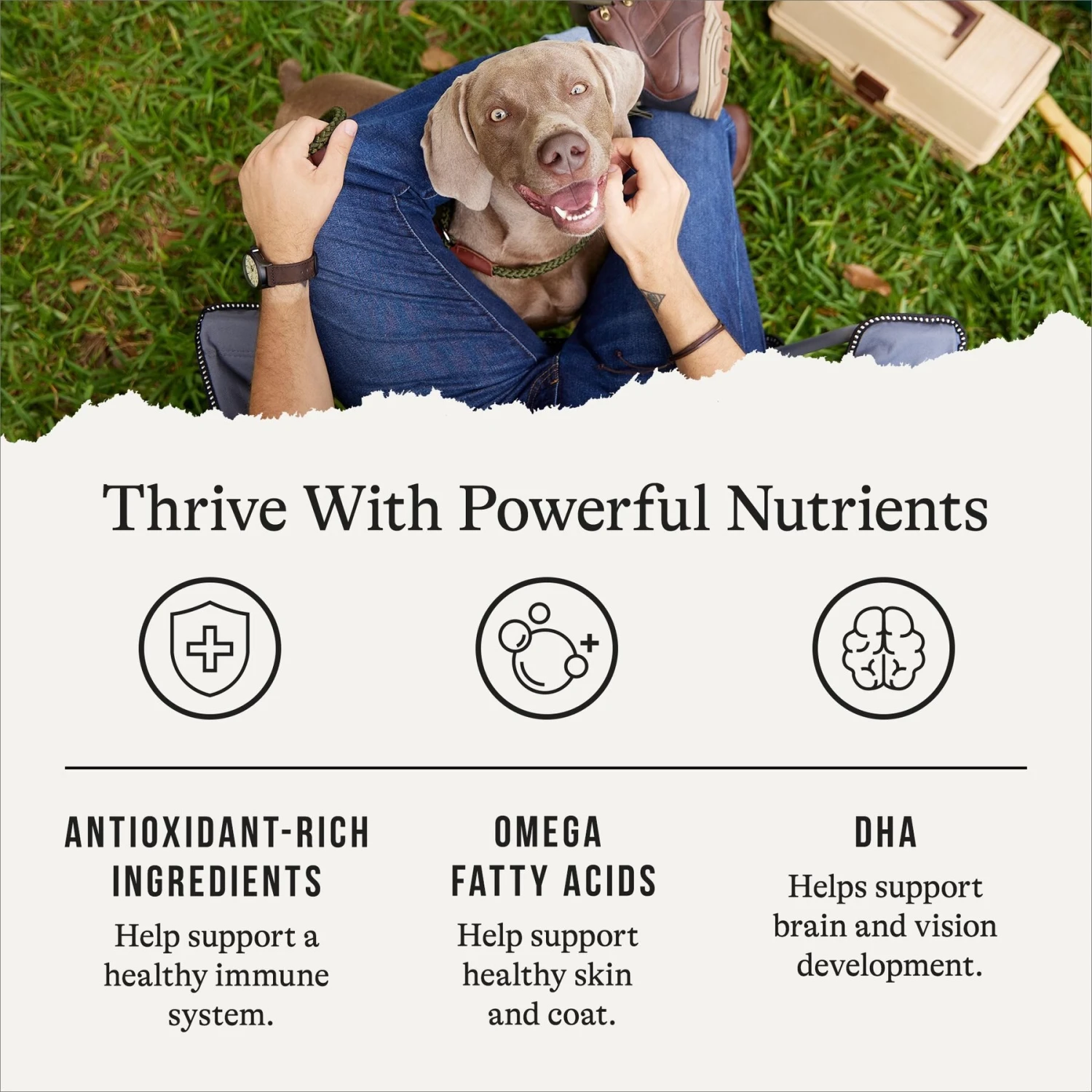 American Journey Protein & Grains Chicken, Brown Rice & Vegetables Recipe Dry Dog Food 7 American Journey Protein & Grains Chicken, Brown Rice & Vegetables Recipe Dry Dog Food - Image 5