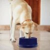 K&H Pet Products Coolin' Bowl Plastic Dog & Cat Bowl -Blue Buffalo || ROYAL CANIN || Wellness Sales 113690 MAIN. AC SS1800 V1637626411