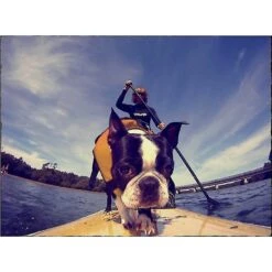 EzyDog Doggy Flotation Device Life Jacket -Blue Buffalo || ROYAL CANIN || Wellness Sales 113953 PT7. AC SS1800 V1538491632
