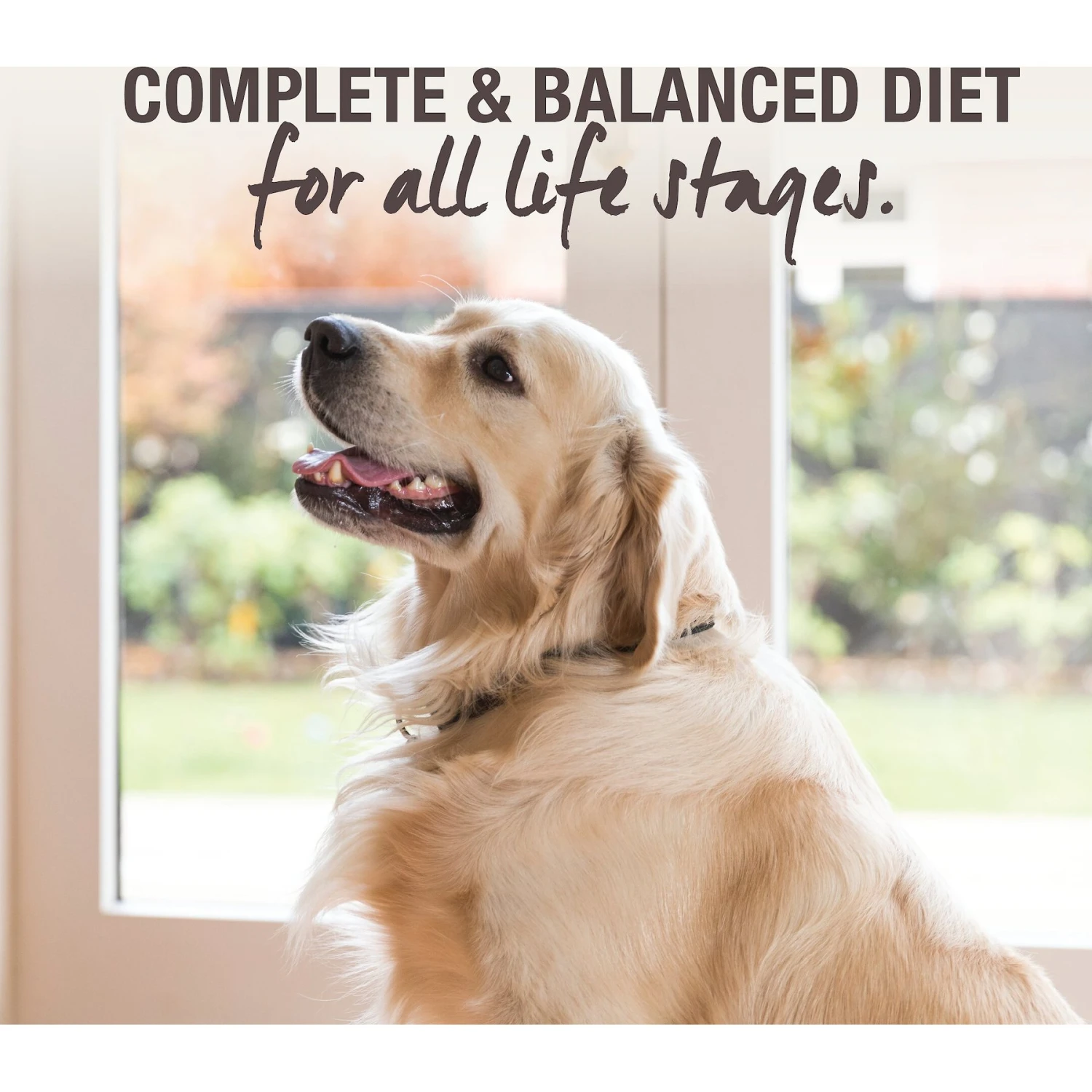 K9 Natural Chicken Feast Raw Grain-Free Freeze-Dried Dog Food Topper 5 K9 Natural Chicken Feast Raw Grain-Free Freeze-Dried Dog Food Topper - Image 3