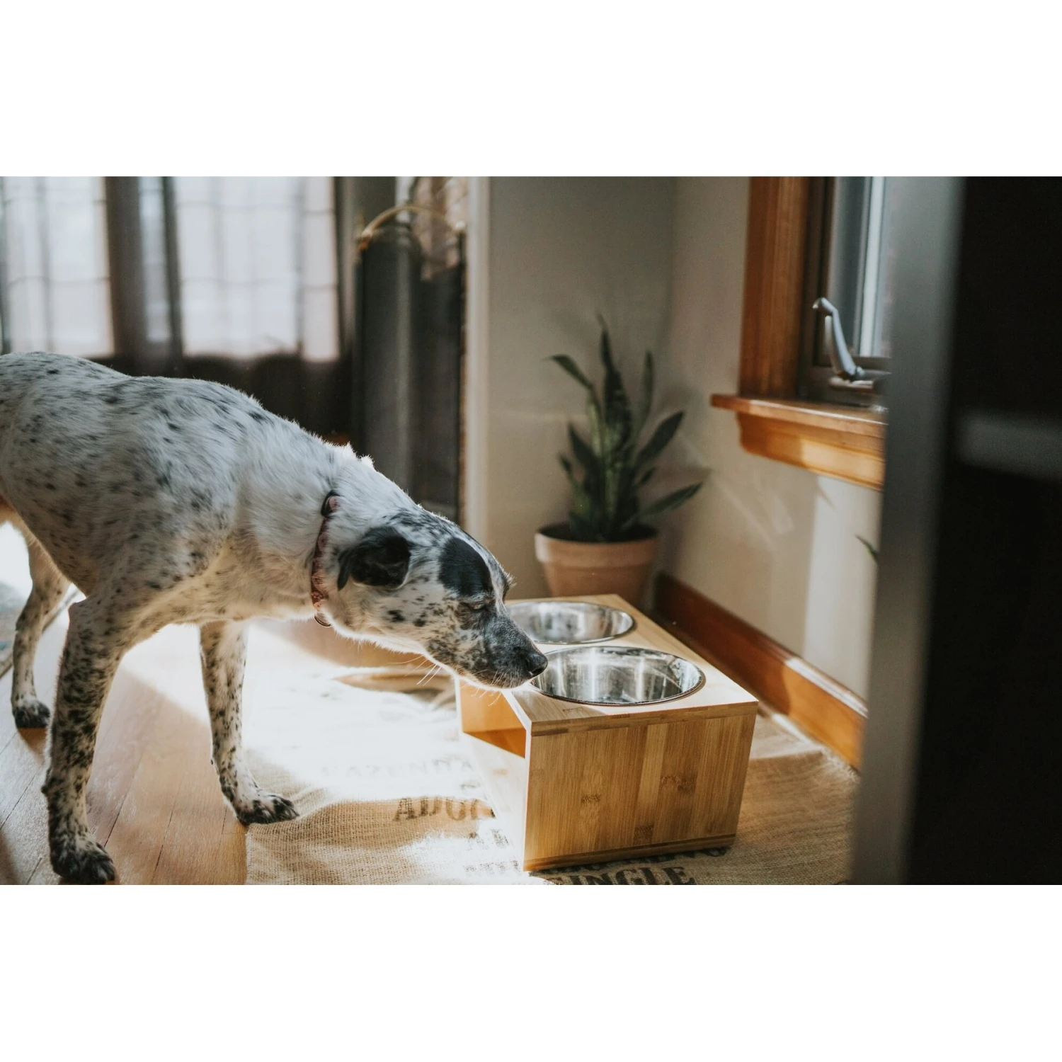 Pawfect Pets Premium Non-Skid Elevated Dog & Cat Bowl 7 Pawfect Pets Premium Non-Skid Elevated Dog & Cat Bowl - Image 5