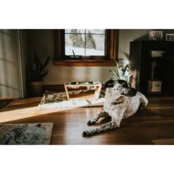 Pawfect Pets Premium Non-Skid Elevated Dog & Cat Bowl 16 Pawfect Pets Premium Non-Skid Elevated Dog & Cat Bowl -Blue Buffalo || ROYAL CANIN || Wellness Sales 127480 PT5. AC SS1800 V1627617104