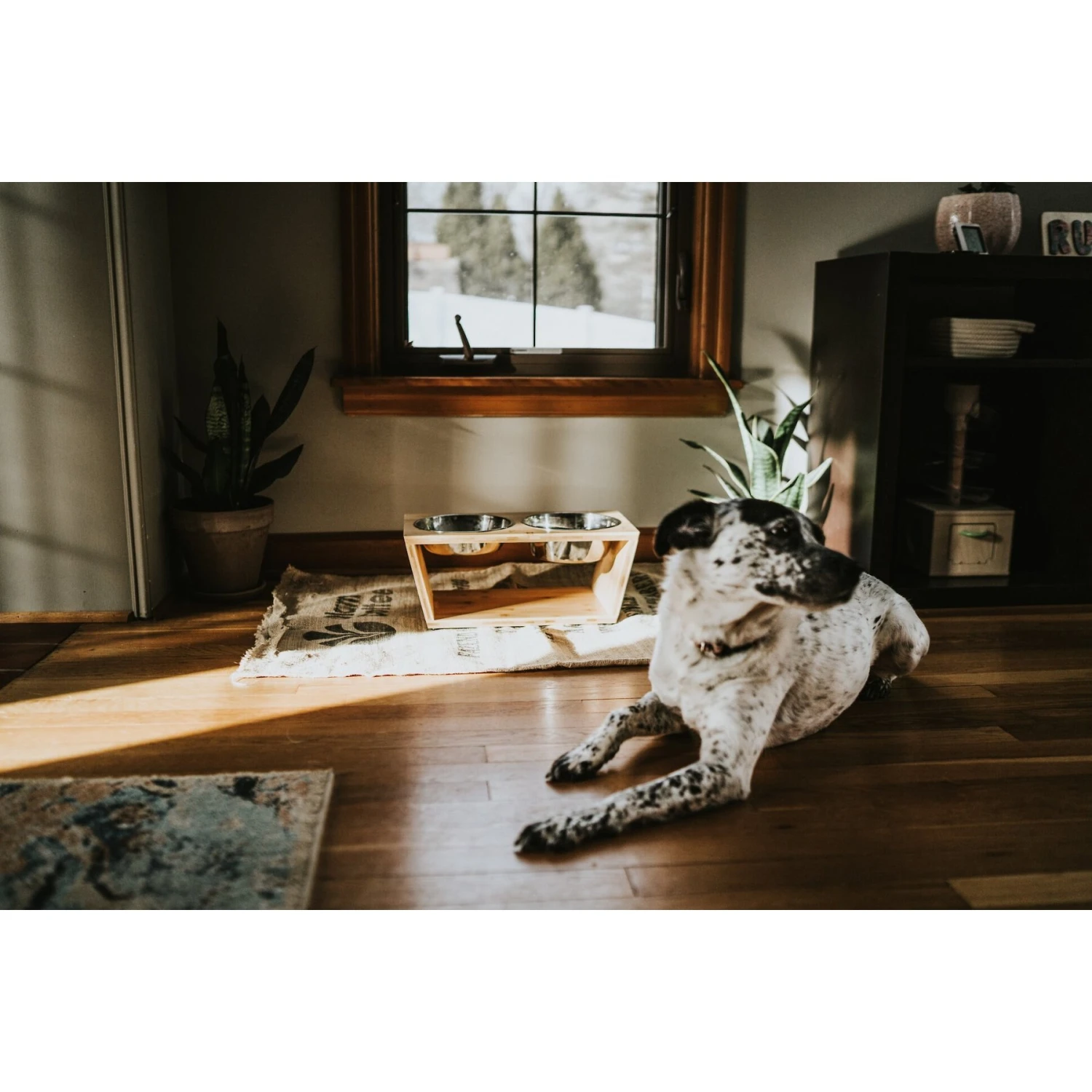 Pawfect Pets Premium Non-Skid Elevated Dog & Cat Bowl 8 Pawfect Pets Premium Non-Skid Elevated Dog & Cat Bowl - Image 6