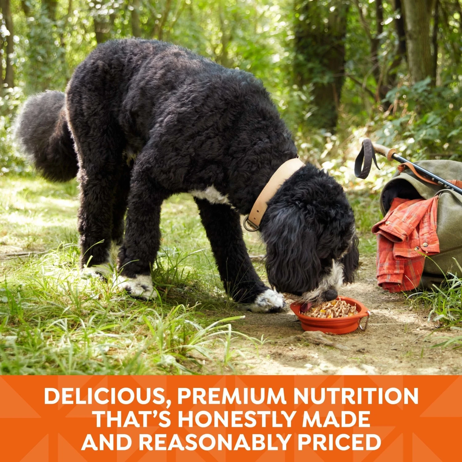 Nature's Recipe Grain-Free Chicken Recipe In Broth Wet Dog Food 7 Nature's Recipe Grain-Free Chicken Recipe In Broth Wet Dog Food - Image 5