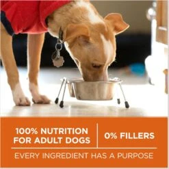 Purina ONE +Plus Adult High-Protein Healthy Weight Formula Dry Dog Food -Blue Buffalo || ROYAL CANIN || Wellness Sales 143260 PT6. AC SS1800 V1676317799