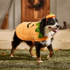 Frisco Pumpkin Dog & Cat Costume -Blue Buffalo || ROYAL CANIN || Wellness Sales 144446 PT7. AC SS1800 V1567180408