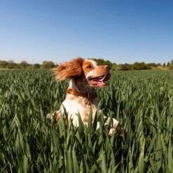 Nutro Ultra Grain-Free Filets In Gravy Signature Duck Entree Adult Wet Dog Food Trays 13 Nutro Ultra Grain-Free Filets In Gravy Signature Duck Entree Adult Wet Dog Food Trays -Blue Buffalo || ROYAL CANIN || Wellness Sales 148880 PT3. AC SS1800 V1702666522