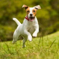 Nutro Ultra Grain-Free Filets In Gravy Deluxe Chicken Entree Adult Wet Dog Food Trays 19 Nutro Ultra Grain-Free Filets In Gravy Deluxe Chicken Entree Adult Wet Dog Food Trays -Blue Buffalo || ROYAL CANIN || Wellness Sales 148890 PT8. AC SS1800 V1702666523