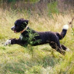 Nature's Recipe Original Grain-Free Variety Pack Wet Dog Food -Blue Buffalo || ROYAL CANIN || Wellness Sales 149734 PT5. AC SS1800 V1683308825