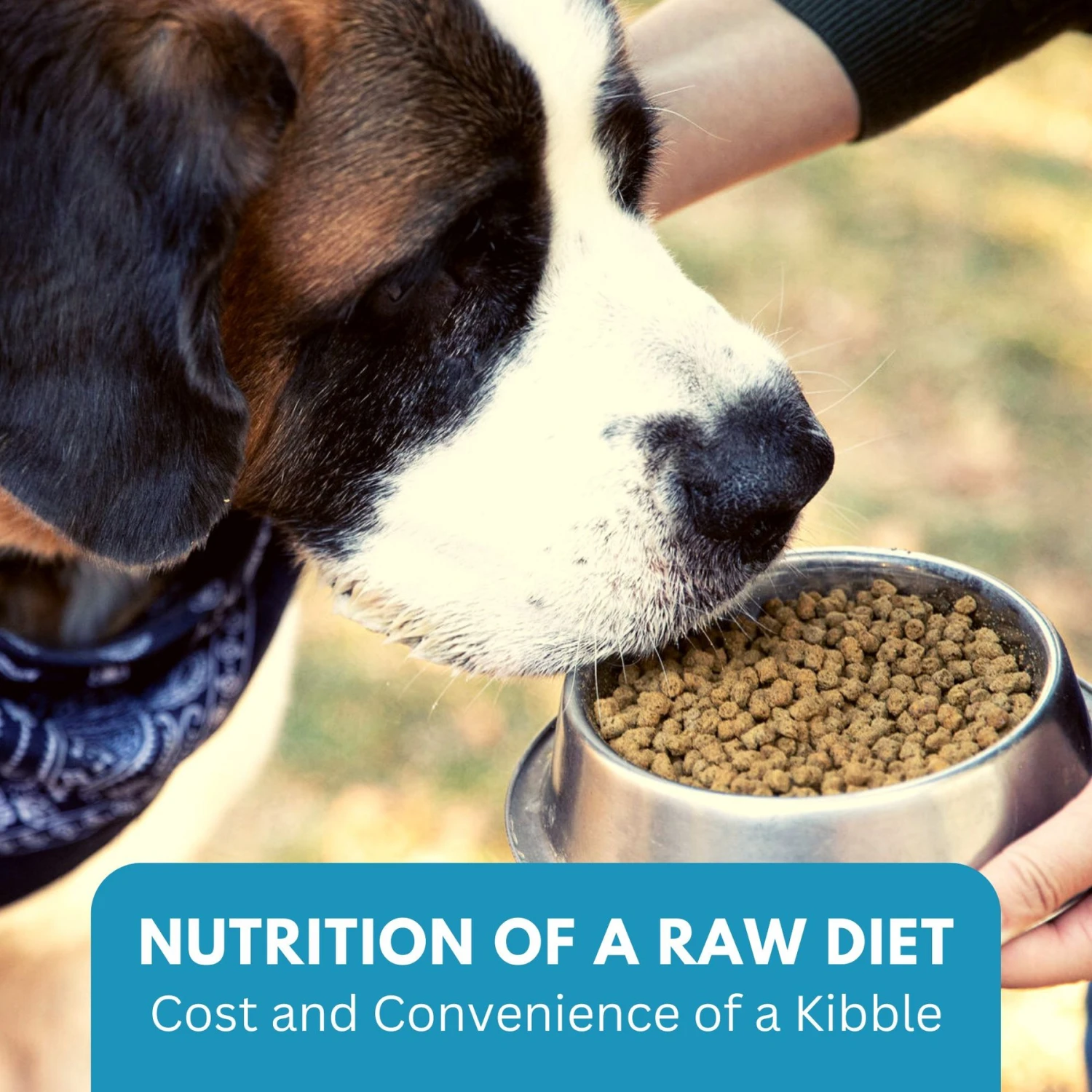 KetoNatural Ketona Chicken Recipe Adult Dry Dog Food 9 KetoNatural Ketona Chicken Recipe Adult Dry Dog Food - Image 7