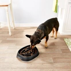 Frisco Non-Skid Slow Feeder Dog & Small Pet Bowl -Blue Buffalo || ROYAL CANIN || Wellness Sales 155648 PT4. AC SS1800 V1553538724