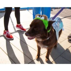 Pet Krewe Sesame Street Oscar The Grouch Dog & Cat Costume 12 Pet Krewe Sesame Street Oscar The Grouch Dog & Cat Costume -Blue Buffalo || ROYAL CANIN || Wellness Sales 157703 PT2. AC SS1800 V1599268557