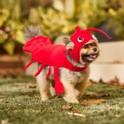 Frisco Red Lobster Dog & Cat Costume -Blue Buffalo || ROYAL CANIN || Wellness Sales 158723 PT6. AC SS1800 V1659023888
