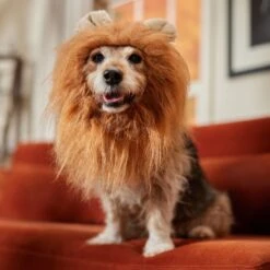 Frisco Lion Mane Dog & Cat Costume 12 Frisco Lion Mane Dog & Cat Costume -Blue Buffalo || ROYAL CANIN || Wellness Sales 158732 PT7. AC SS1800 V1691686202