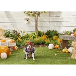 Frisco Front Walking Cowboy Dog & Cat Costume 11 Frisco Front Walking Cowboy Dog & Cat Costume -Blue Buffalo || ROYAL CANIN || Wellness Sales 158842 PT3. AC SS1800 V1567176047