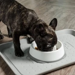 IRIS USA Non-Slip Rubber Slow Feeder With Raised Bumps Dog & Cat Bowl 11 IRIS USA Non-Slip Rubber Slow Feeder With Raised Bumps Dog & Cat Bowl -Blue Buffalo || ROYAL CANIN || Wellness Sales 159938 PT2. AC SS1800 V1598662004