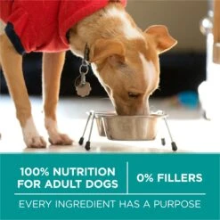 Purina ONE +Plus Adult Digestive Health Formula Dry Dog Food -Blue Buffalo || ROYAL CANIN || Wellness Sales 166138 PT6. AC SS1800 V1683576213