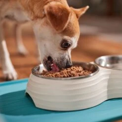 Royal Canin Canine Care Nutrition Digestive Care Loaf In Sauce Canned Dog Food, 13.5-oz, Case Of 12 -Blue Buffalo || ROYAL CANIN || Wellness Sales 191981 PT4. AC SS1800 V1696258107