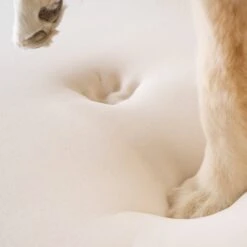 PawBrands PupRug Faux Fur Rectangular Orthopedic Pillow Dog Bed With Removable Cover, Gray 11 PawBrands PupRug Faux Fur Rectangular Orthopedic Pillow Dog Bed With Removable Cover, Gray -Blue Buffalo || ROYAL CANIN || Wellness Sales 194380 PT8. AC SS1800 V1566829971