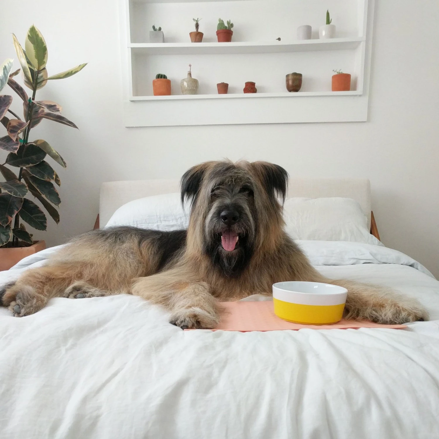 Waggo Bubble Silicone Non-skid Dog & Cat Placemat 4 Waggo Bubble Silicone Non-skid Dog & Cat Placemat - Image 2