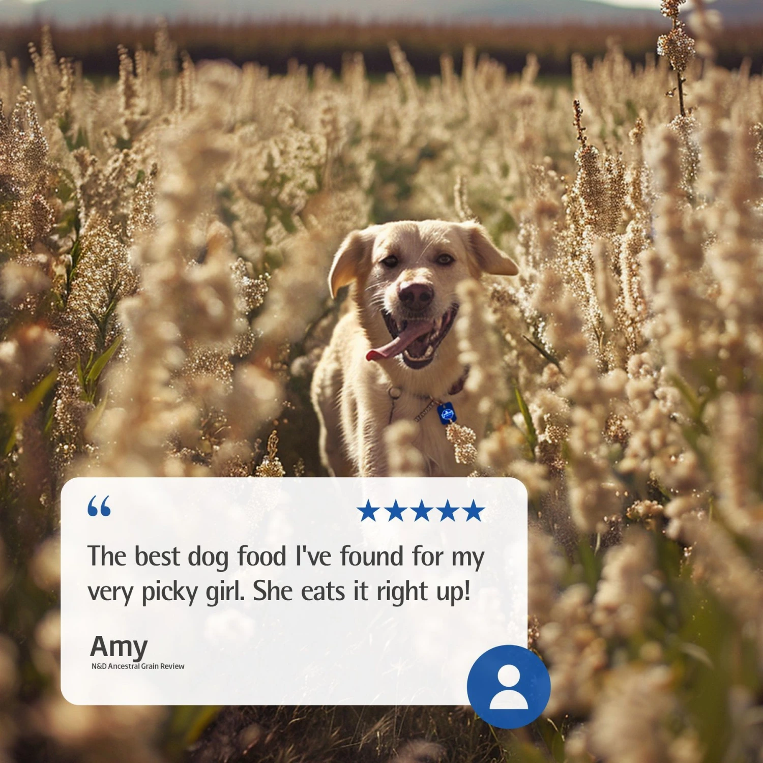 Farmina N&D Ancestral Grain Chicken & Pomegranate Recipe Adult Mini Dry Dog Food, 15.4-lb Bag 9 Farmina N&D Ancestral Grain Chicken & Pomegranate Recipe Adult Mini Dry Dog Food, 15.4-lb Bag - Image 7