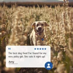 Farmina N&D Ancestral Grain Lamb & Blueberry Recipe Adult Mini Breed Dry Dog Food 11 Farmina N&D Ancestral Grain Lamb & Blueberry Recipe Adult Mini Breed Dry Dog Food -Blue Buffalo || ROYAL CANIN || Wellness Sales 207660 PT7. AC SS1800 V1678909952