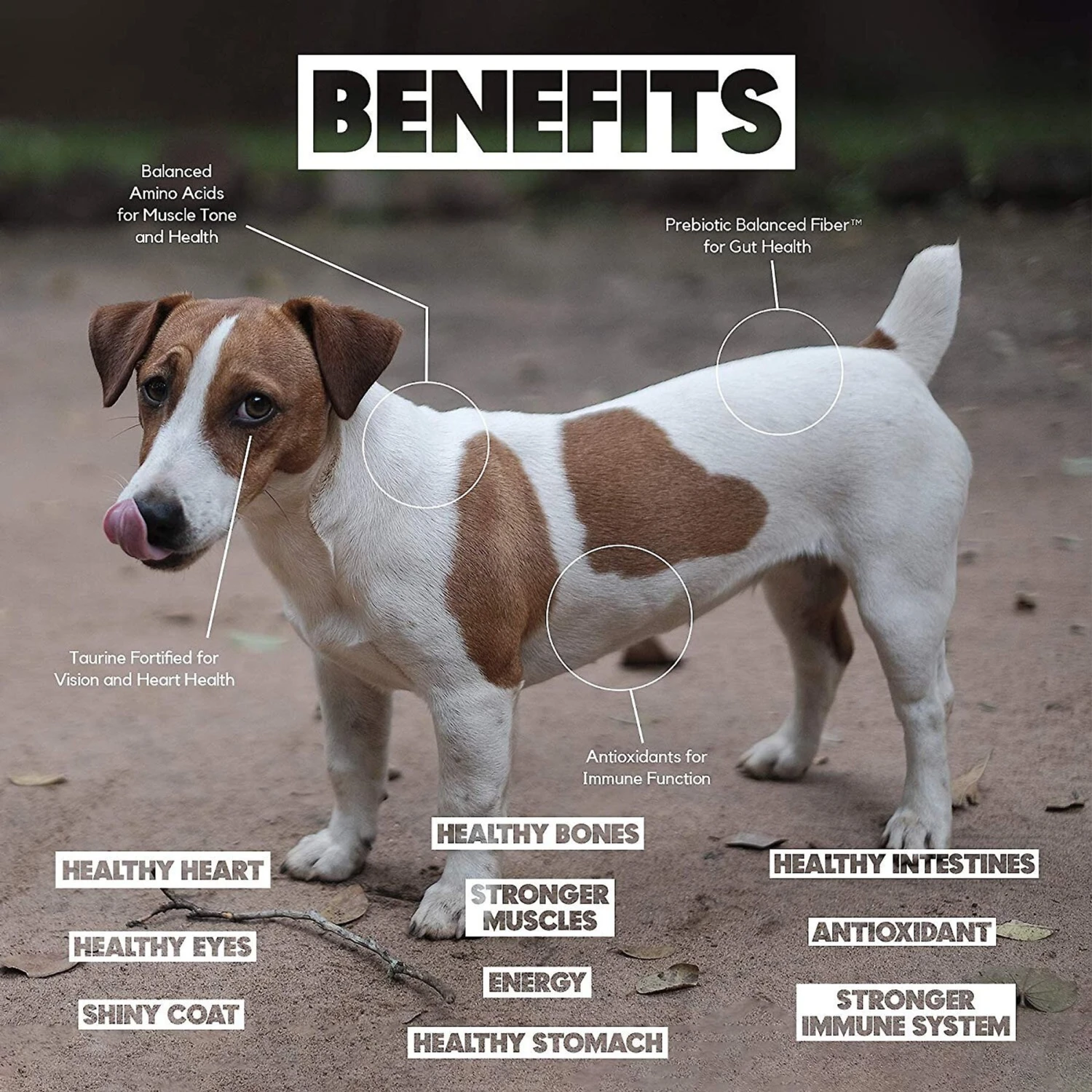 Lucy Pet Products Limited Ingredient Diet Chicken, Brown Rice & Pumpkin Formula Dry Dog Food 7 Lucy Pet Products Limited Ingredient Diet Chicken, Brown Rice & Pumpkin Formula Dry Dog Food - Image 5