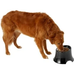 Frisco Stainless Steel Bowl With Elevated Stand 14 Frisco Stainless Steel Bowl With Elevated Stand -Blue Buffalo || ROYAL CANIN || Wellness Sales 216020 PT6. AC SS1800 V1605653241