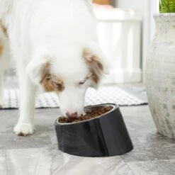 Frisco Stainless Steel Bowl With Elevated Stand 15 Frisco Stainless Steel Bowl With Elevated Stand -Blue Buffalo || ROYAL CANIN || Wellness Sales 216020 PT7. AC SS1800 V1605662208