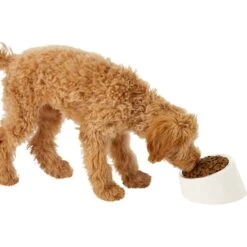 Frisco Slanted Stainless Steel Bowl -Blue Buffalo || ROYAL CANIN || Wellness Sales 216028 PT6. AC SS1800 V1605666119