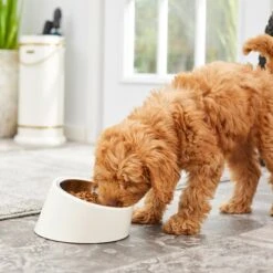 Frisco Slanted Stainless Steel Bowl -Blue Buffalo || ROYAL CANIN || Wellness Sales 216028 PT7. AC SS1800 V1605653233
