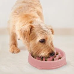 Outward Hound Non-Skid Plastic Slow Feeder Wave Dog Bowl 16 Outward Hound Non-Skid Plastic Slow Feeder Wave Dog Bowl -Blue Buffalo || ROYAL CANIN || Wellness Sales 226749 PT5. AC SS1800 V1694439729