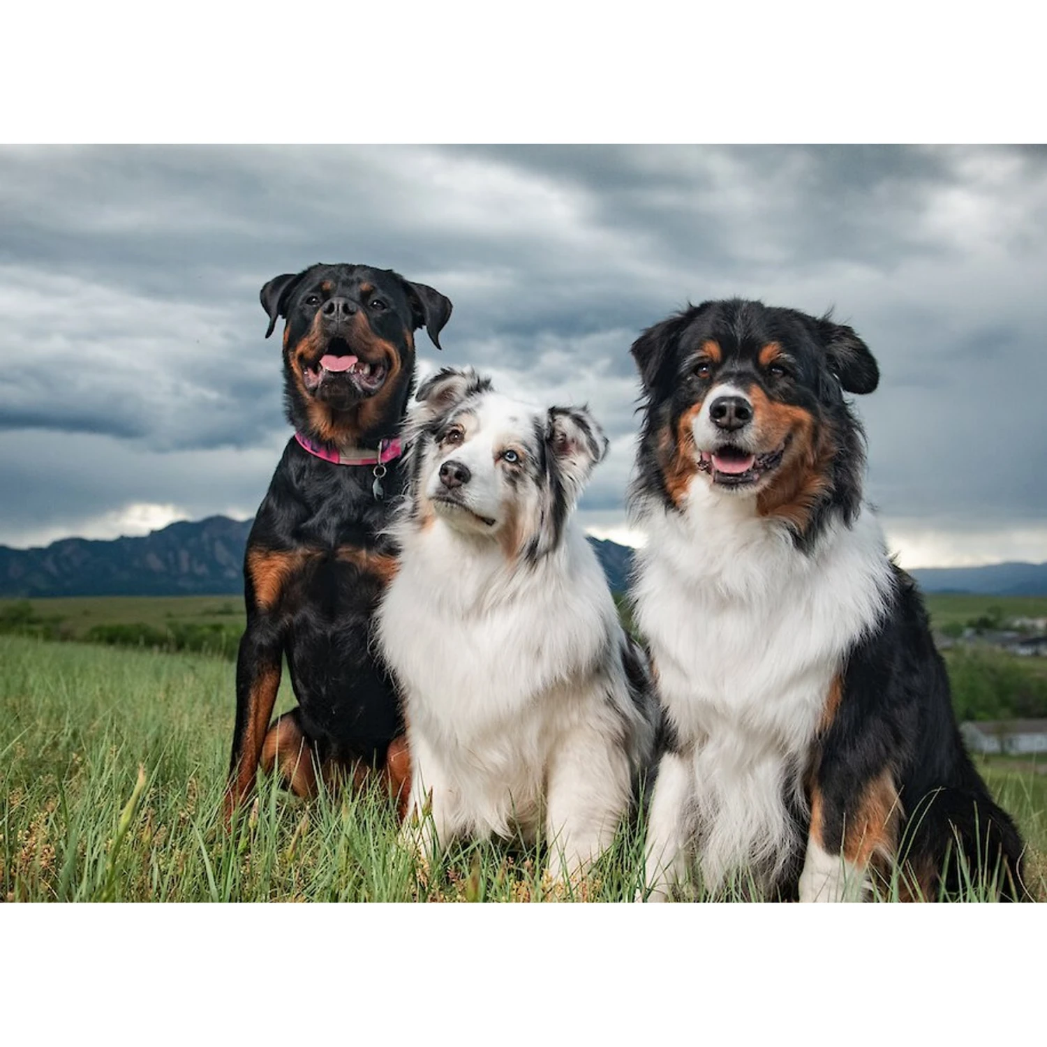 BIXBI RAWBBLE Fresh Duck Recipe Limited Ingredient Grain-Free Dry Dog Food 8 BIXBI RAWBBLE Fresh Duck Recipe Limited Ingredient Grain-Free Dry Dog Food - Image 6