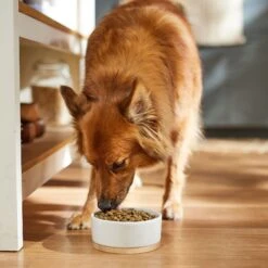 Dr. Pol Healthy Balance Salmon Recipe Grain-Free Dry Dog Food -Blue Buffalo || ROYAL CANIN || Wellness Sales 232536 PT3. AC SS1800 V1682711634