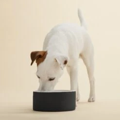 PAIKKA Slow Feed Ceramic Dog & Cat Bowl 6 PAIKKA Slow Feed Ceramic Dog & Cat Bowl -Blue Buffalo || ROYAL CANIN || Wellness Sales 234242 PT1. AC SS1800 V1627324942