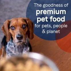 CANIDAE PURE All Stages Grain-Free Limited Ingredient Salmon & Sweet Potato Recipe Canned Dog Food, 13-oz -Blue Buffalo || ROYAL CANIN || Wellness Sales 239824 PT6. AC SS1800 V1673648594