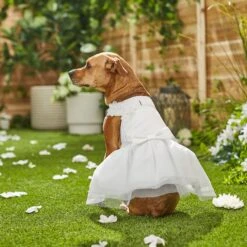 Frisco Formal Dog Wedding Dress -Blue Buffalo || ROYAL CANIN || Wellness Sales 248743 PT7. AC SS1800 V1614118361