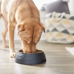 Frisco Matte Black Design Light Copper Stainless Steel Dog & Cat Bowl -Blue Buffalo || ROYAL CANIN || Wellness Sales 253051 PT2. AC SS1800 V1616597876