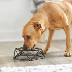 Frisco Elevated Stainless Steel Dog & Cat Bowl With Metal Stand -Blue Buffalo || ROYAL CANIN || Wellness Sales 253055 PT2. AC SS1800 V1616594231