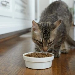 Frisco Gold Trim Melamine Dog & Cat Bowl -Blue Buffalo || ROYAL CANIN || Wellness Sales 253062 PT2. AC SS1800 V1616595766