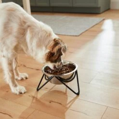 Frisco Triangle Iron Non-Skid Elevated Dog & Cat Bowl 15 Frisco Triangle Iron Non-Skid Elevated Dog & Cat Bowl -Blue Buffalo || ROYAL CANIN || Wellness Sales 257155 PT5. AC SS1800 V1692987369