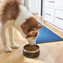 Frisco Insulated Two-Toned Non-Skid Stainless Steel Dog & Cat Bowl -Blue Buffalo || ROYAL CANIN || Wellness Sales 257168 PT8. AC SS1800 V1615840126