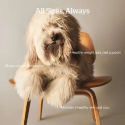 Now Fresh Grain-Free Adult Recipe Dry Dog Food 13 Now Fresh Grain-Free Adult Recipe Dry Dog Food -Blue Buffalo || ROYAL CANIN || Wellness Sales 261224 PT2. AC SS1800 V1637790463