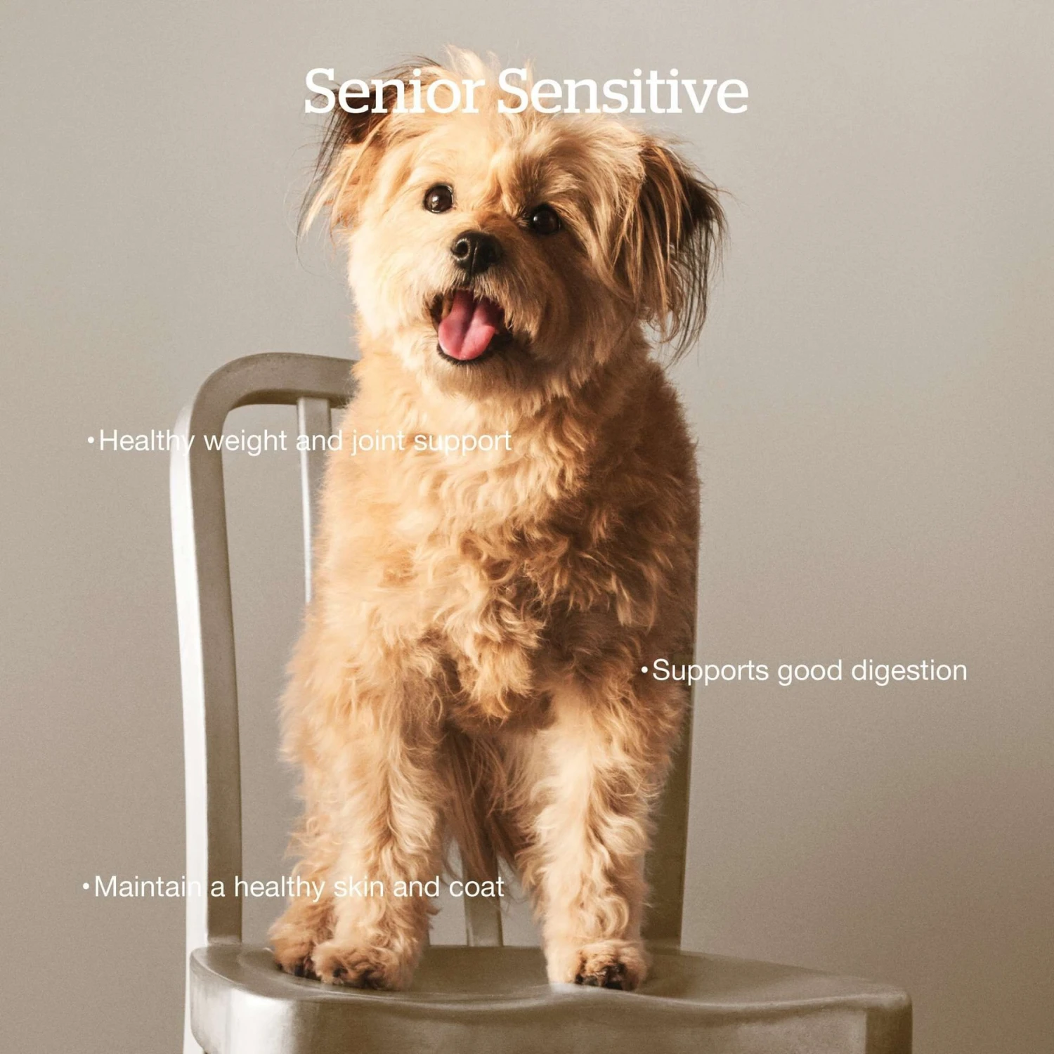 Now Fresh Grain-Free Senior Formula Dry Dog Food 5 Now Fresh Grain-Free Senior Formula Dry Dog Food - Image 3