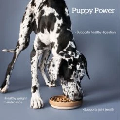Now Fresh Grain-Free Large Breed Puppy Recipe Dry Dog Food -Blue Buffalo || ROYAL CANIN || Wellness Sales 261229 PT2. AC SS1800 V1637792342