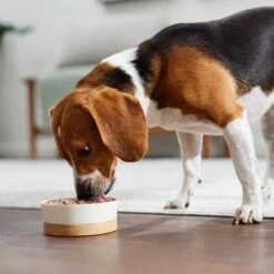 Evanger's Chicken & Rice Dinner Gluten-Free Wet Dog Food, 20.2-oz Can, Case Of 12 -Blue Buffalo || ROYAL CANIN || Wellness Sales 263964 PT7. AC SS1800 V1669928862