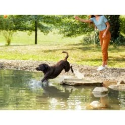 Nature's Recipe Adult Chicken, Barley & Brown Rice Recipe Dry Dog Food 16 Nature's Recipe Adult Chicken, Barley & Brown Rice Recipe Dry Dog Food -Blue Buffalo || ROYAL CANIN || Wellness Sales 266861 PT5. AC SS1800 V1612219040